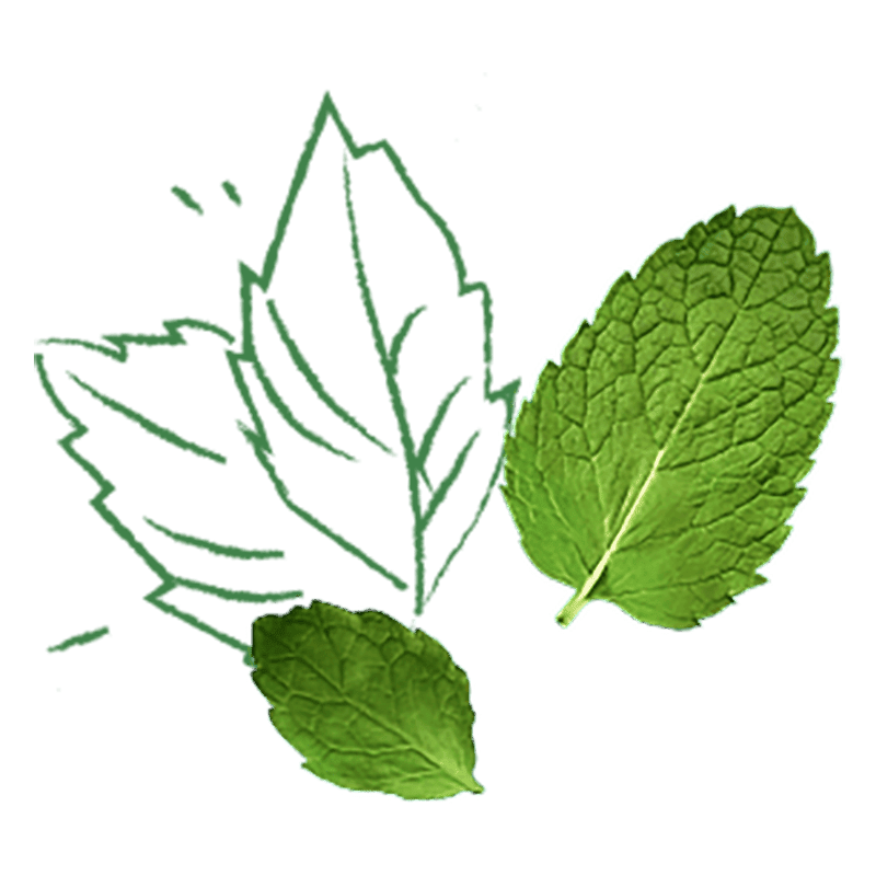 Mint ingredien